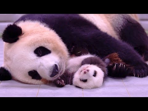 [#쌍둥바오육아일기] 루이&후이를 위한 특급 케어⭐ 아이바오와 사육사들의 합동 육아가 시작됐다!!🤗 #SBSstory