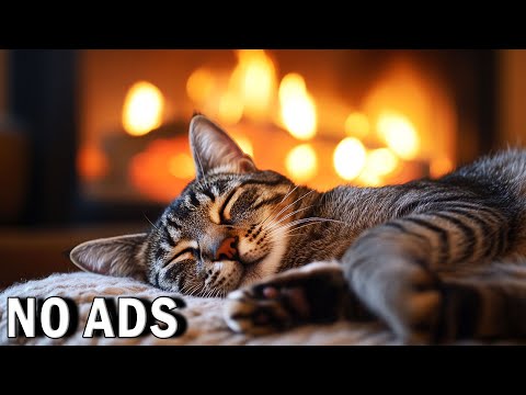 Cat Relaxation Music 1 Hour 🎶 Anti-Anxiety Music for Your Cat 🐱💤