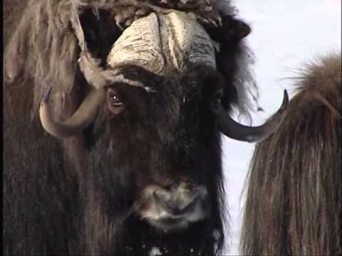 Новосёлы Таймыра