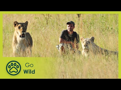 Lion Release - Lions on the Move 2/2 - Go Wild