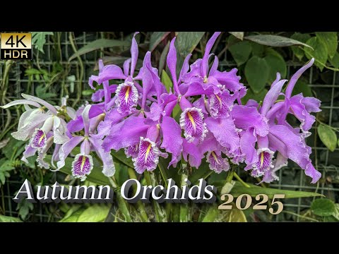 Autumn Orchids Exhibition — In Full Splendor as Winter Nears. 冬が近づく中、華やかに咲く秋の洋ラン展が、新宿御苑と昭和記念公園で開催。