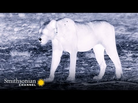 How Lions See & Hunt at Night 👀 Big Cat Country | Smithsonian Channel