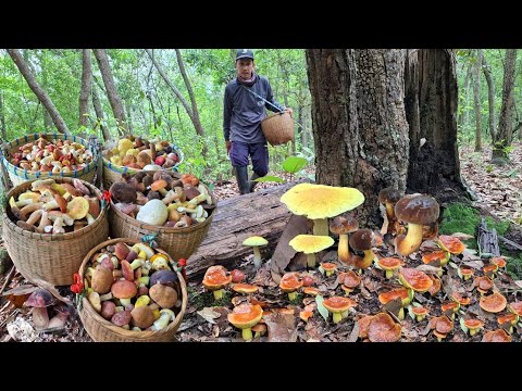 ป๊าดสุดยอดความหมานแบบอลังการ เห็ดผึ้งหลากสีสัน จ.เชียงใหม่ ตื่นตาตื่นใจมาก แบบอย่าง 29/พ.ค/68