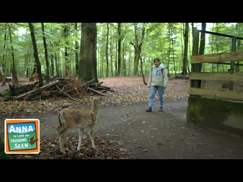 Der König des Waldes | Reportage für Kinder | Anna im Land der tausend Seen | 5