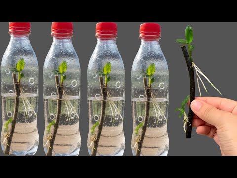 Propagate Orchids from Flower Cuttings: Secrets to a Year-Round Blooming Garden