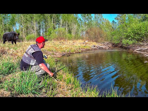 BOAR SWAMP IS THRILLED WITH CRUCIAN CARP! Found a lake in the wildest places. Float fishing