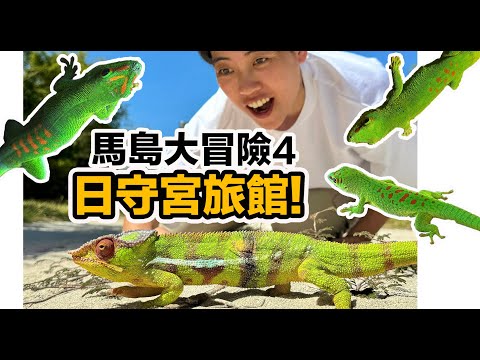 旅館裡就有超多超美守宮!變色龍會過馬路?爬蟲迷的天堂!飛到馬達加斯加北部繼續探險~