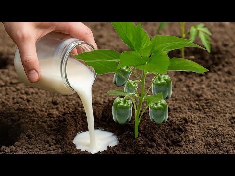 This globally approved, cost-free magic fertilizer rivals chemical fertilizers and makes plants g...