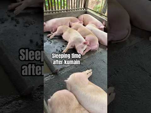 Grabeng mga hilik yan, oink! #pig #piggery #farming #shorts