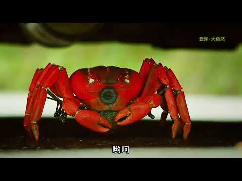 动物迷惑行为大赏，适合睡前助眠，畅爽蹲坑 #搞笑动物世界 #合集 #一代人有一代...