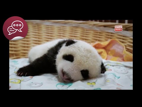 大熊貓與我的距離-大熊貓繁育三難