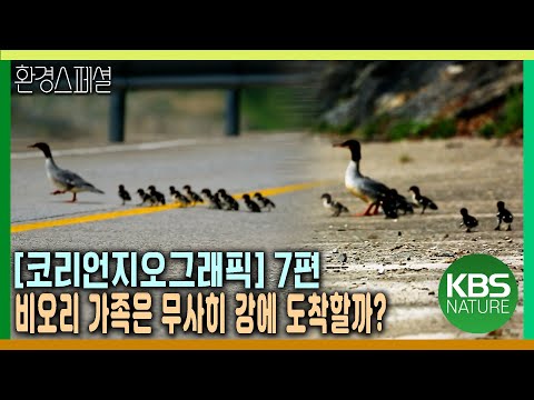 석회암이 빚어낸 비경, 동강. 고난에 맞선 사람과 동물[코리언지오그래픽-7편 동강에 살어리랏다] / KBS 20141120 방송