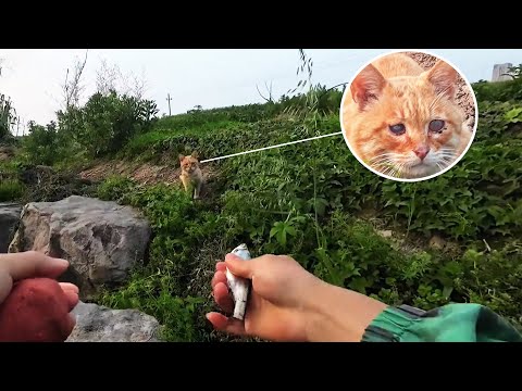 A blind stray cat lives by picking up dead fish, hoping to get one from a fisherman