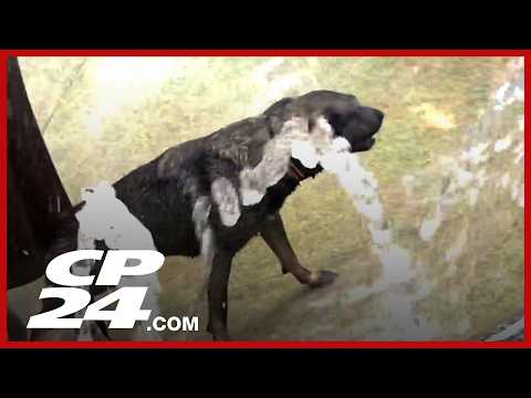 Dog gets stuck inside iconic Eaton Centre water fountain