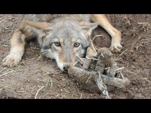 Setting For Coyotes- Frozen Ground and Snow