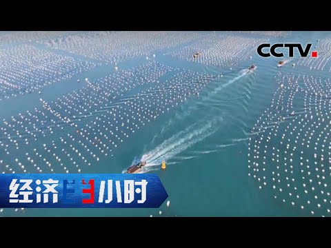“鲍鱼之乡” 福建连江，中国三分之一鲍鱼产自这里 「经济半小时」20221122 | CCTV财经