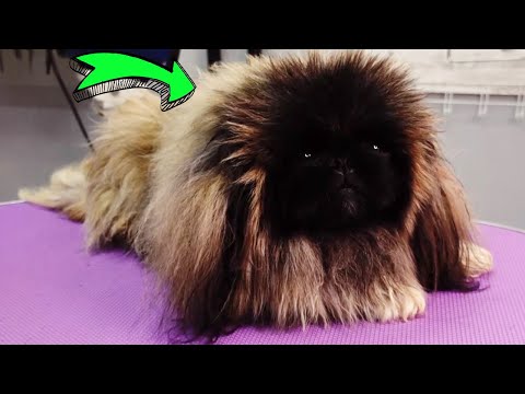 RARE DOG BREED that you WON'T SEE on the STREET (LONG HAIR PEKINGESE)
