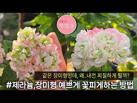 제라늄,장미형 예쁘게 꽃 피게하는 방법#왜내꺼는찌질하게필까?