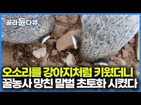 강아지처럼 키웠더니 아저씨를 졸졸 따라다니는 오소리, 하루에 먹는 말벌만 500마리라고... 좋은 것만 먹이고 키운 오소리 결말｜극한직업｜#골라듄다큐