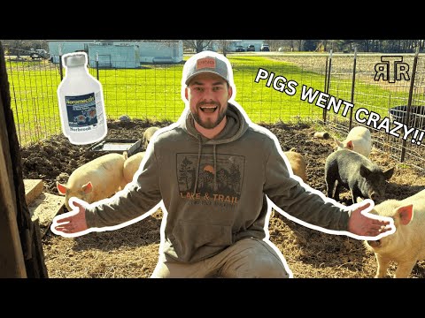 FIRST TIME DEWORMING PIGS!?! How did I do it??