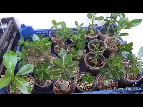 Пересадка сеянцев АДЕНИУМОВ//подробно о ГРУНТЕ и ПОЛИВЕ после пересадки