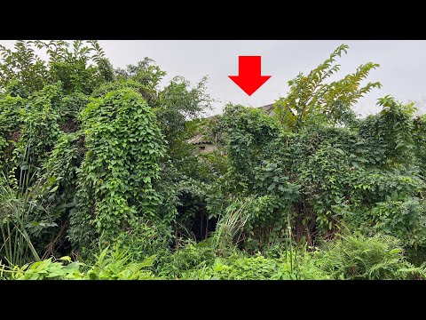 Cleaning up a house abandoned for 20 years with weeds growing everywhere | Inspirational - Clean up