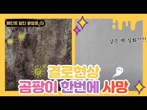 [Life Master Paint] Condensation and Mold Killed in One Shot Now Your Home is a Good Environment
