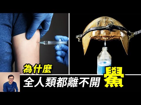 疫苗研發的必需品，誕生於4.5億年前，血液含有神秘物質的海洋動物——鱟！【老肉雜談】#動物 #海洋生物 #鱟 #馬蹄蟹 #horseshoe crab