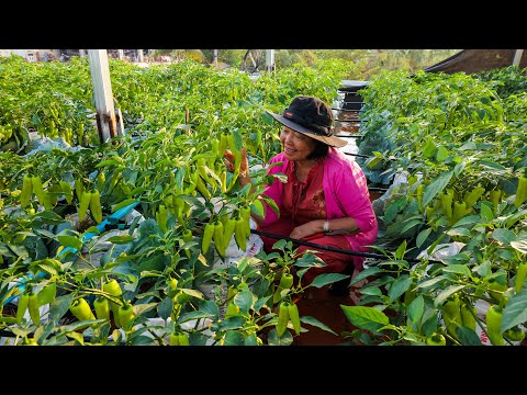 How to Grow Long Hot Peppers on the House's Rooftop to Fast Harvest in 35 Days -Vegetable Garden
