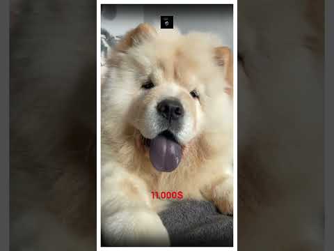 أغلى 5 سلالات كلاب في العالم #كلاب #shorts