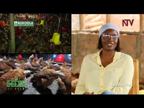 Profitable Poultry Farming in Uganda | SEEDS OF GOLD