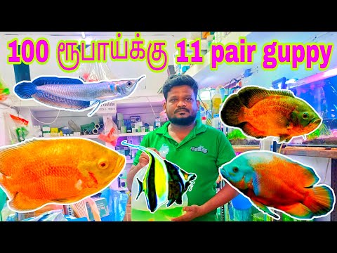 100 ரூபாய்க்கு 11 pair guppy fish 🐠 pets and plants aquarium Pudukkottai in Tamil 