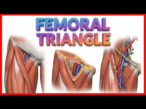 ANATOMY OF FEMORAL TRIANGLE , FEMORAL CANAL , FEMORAL SHEATH (Animation)
