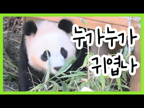 누가누가 귀엽나 | 자기들이 귀여운지 아는 바오 가족들 | 야외 활동하는 루이와 후이 | 여전한 미모의 아이바오 | 러바오가 놀자고 꼬셔요