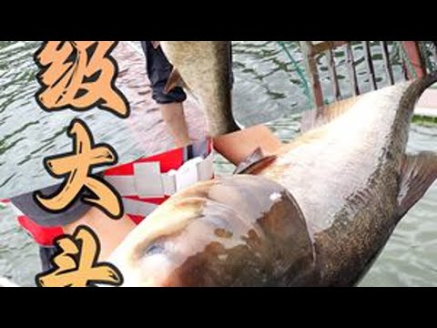 人放天养，几十斤重的超级大头鱼！吃它！#户外捕鱼