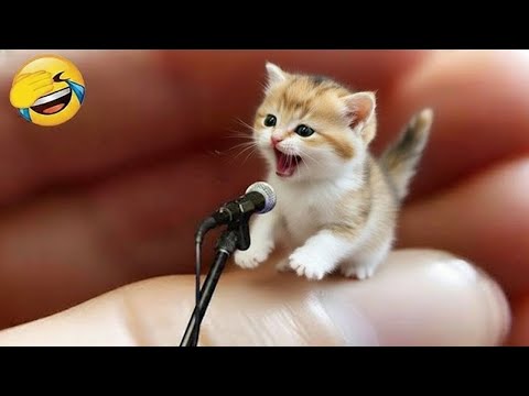 Intenta No Reír 😆 Los Animales Más Graciosos 😹🐶 Parte 7