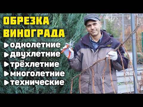 Pruning and shaping of grape bushes ✂️