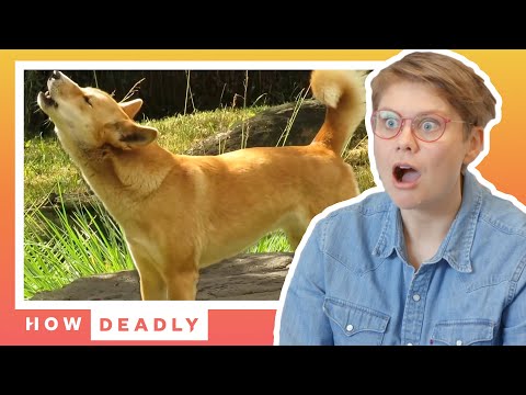 How dangerous are Australia's dingoes, really? | How Deadly