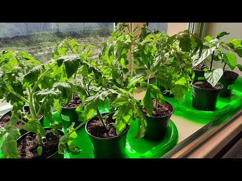 Простые правила быстрого роста крепкой рассады