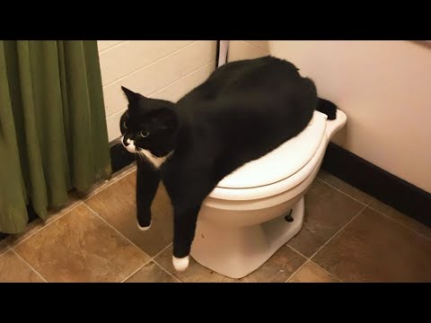 New Funniest Cats Clips 2025😼Try Not To Laugh😜 #37