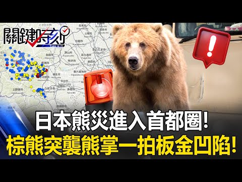 [ENG SUB] Japan’s bear disaster reaches the capital region!
