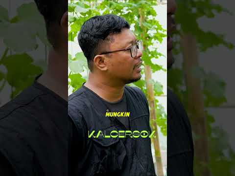 MENANAM MELON DI ATAP RUMAH, APA BISA?