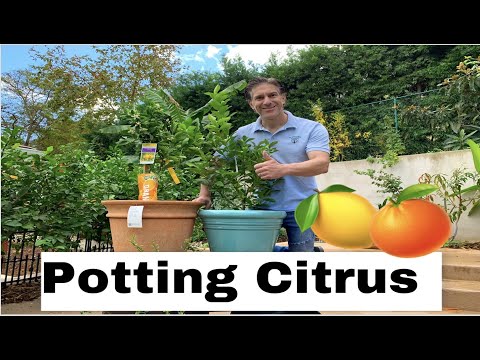 How To Grow Citrus In Containers | Lesson 1 of 4 | UP-POTTING