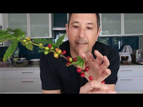 How to grow and roast your own coffee beans at home