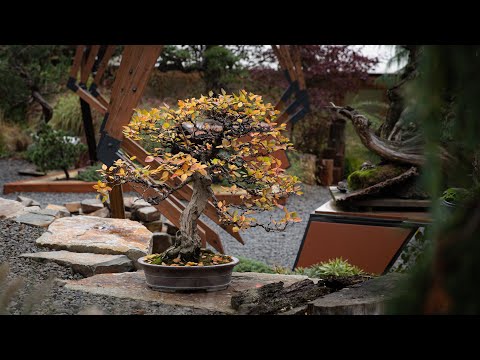 Transforming Korean Hornbeam: Cutback, Wiring, Ramification (Long-Form Lesson)