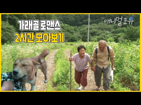 전기도 없는 깊은 산골짜기에 사는 견우와 직녀 노부부🌿 맨손으로 뱀을 덥썩 잡는 건 기본?! | 가래골 로맨스 | KBS 인간극장 2011 방송