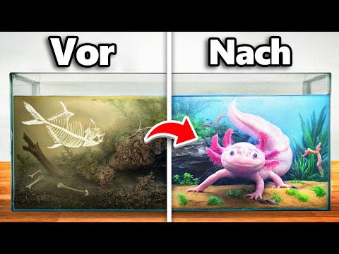 Ich Habe das Zuhause Eines Verlassenen Axolotls Verwandelt