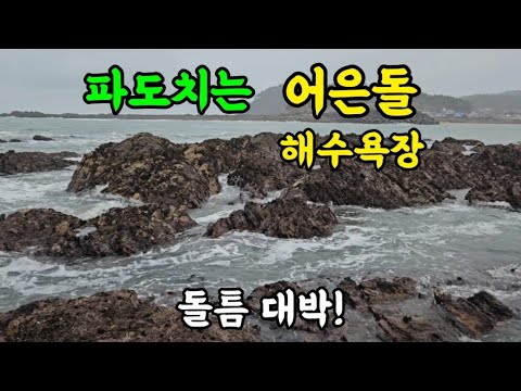 해수욕장 앞 작은 섬에 주먹 조개가 있다!