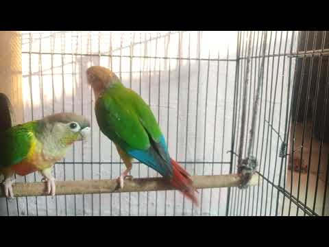 conure parrots are fighting and got angered 😡#daily vlogs