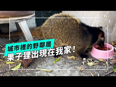 城市裡的野鄰居:白鼻心(我們的島 第1235集 2023-12-18)